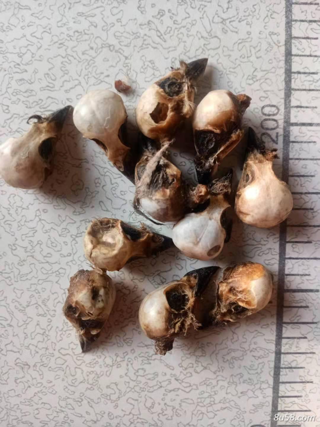 中药雀头怎卖,雀脑怎买,卖了做什么用处