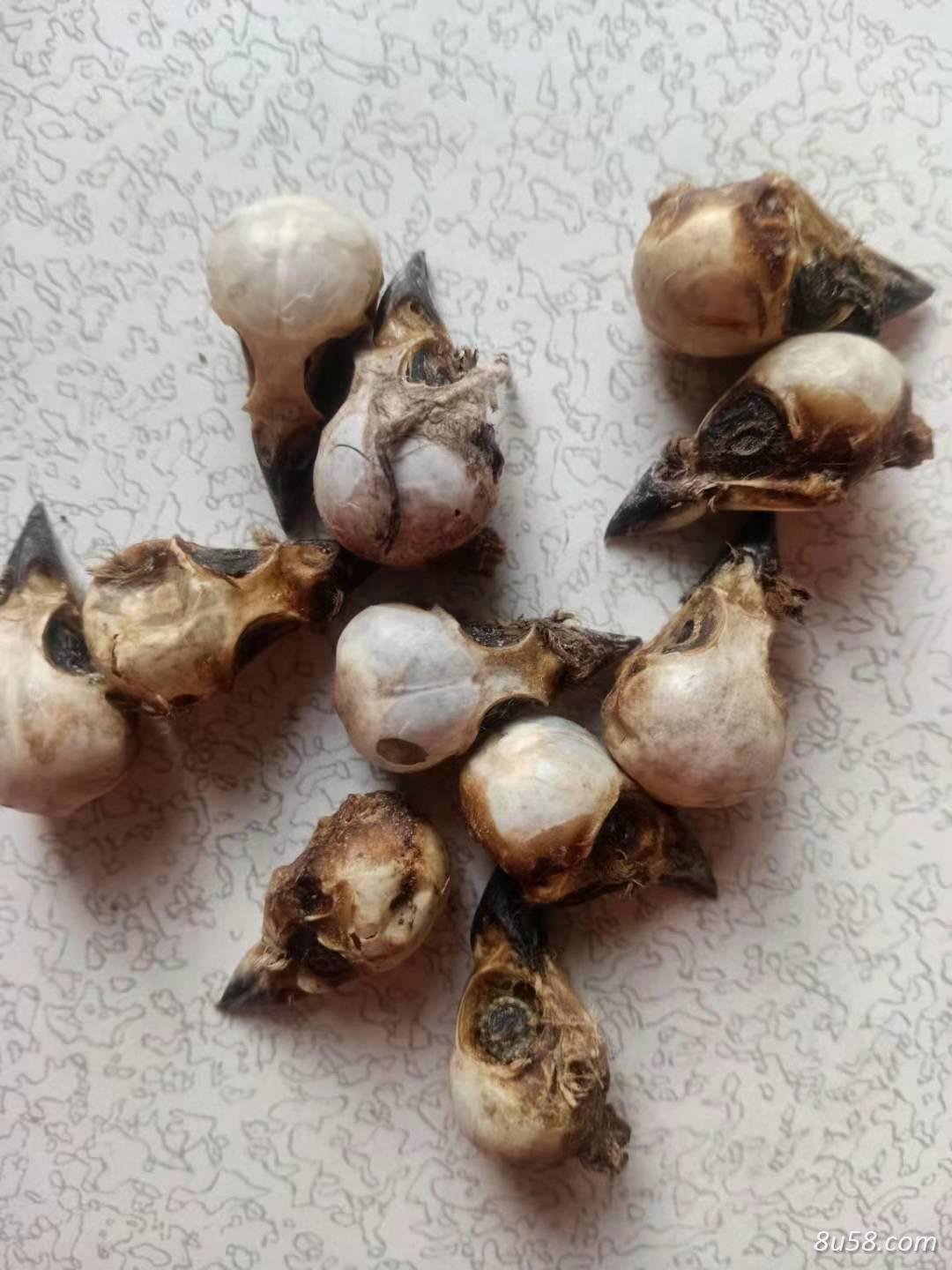 雀头价格,雀脑的价格是多少钱一只,那里有的买