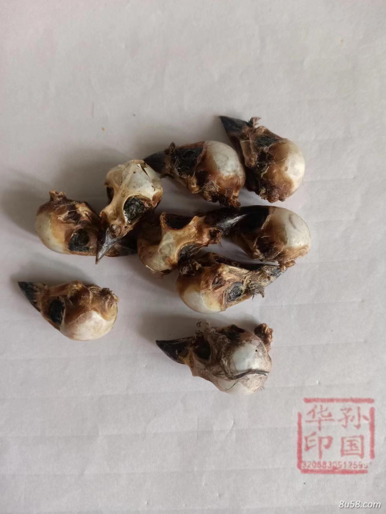 雀头,雀血,雀头血,麻雀头,家雀脑,雀儿头,雀脑袋的药用价值怎么样,商家