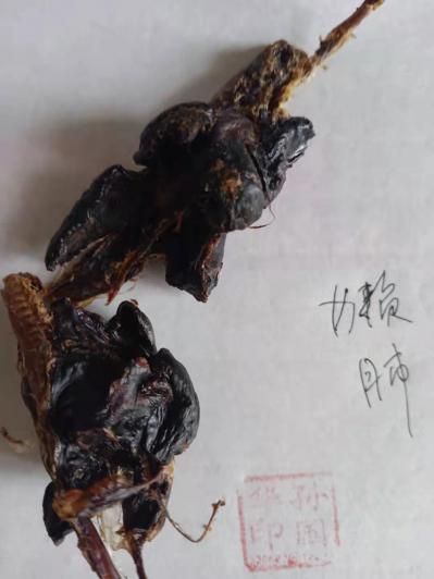 一块水獭獭肝,一只獭肺要卖多少价格,养殖商家