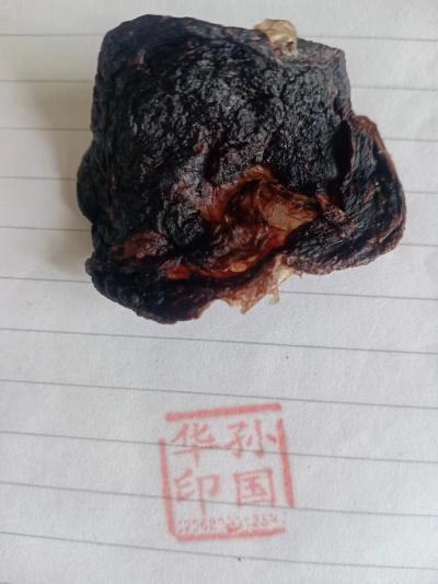 一只猫胎盘,猫胞,猫衣胞.猫胞衣,猫胎卖多少钱,养殖商家