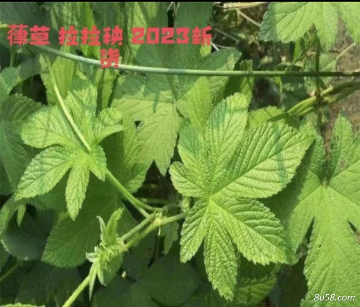 大量拉拉秧葎草鲜货现摘供应