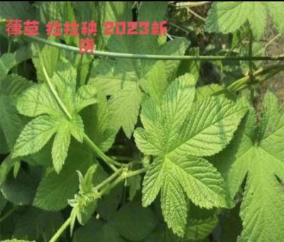 大量拉拉秧葎草鲜货现摘供应