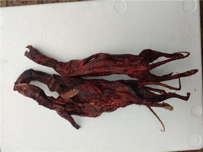 养殖黄鼬粉，黄鼠狼风干肉饲养场