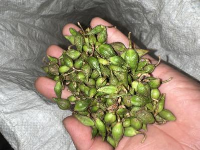 青连翘，水煮连翘
