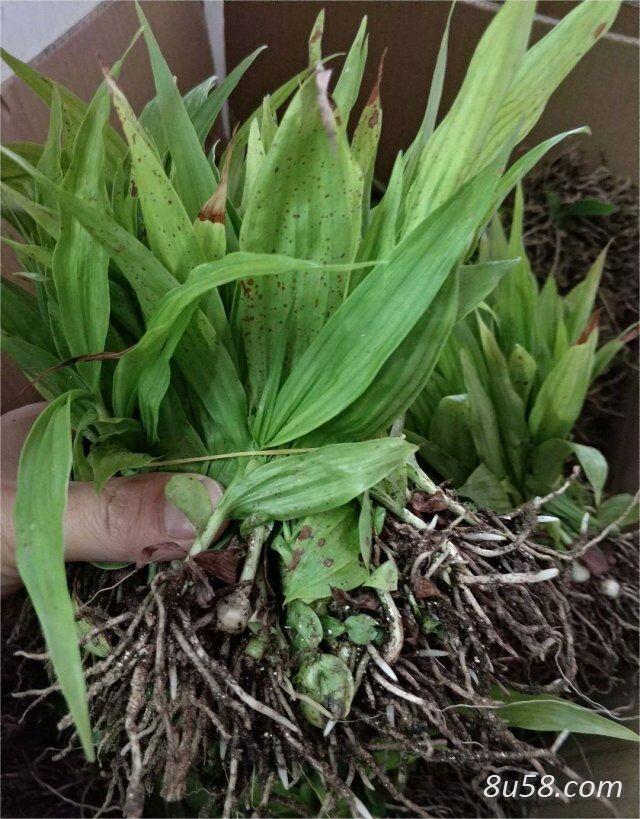 白芨苗，紫花三叉大白芨苗，小苗