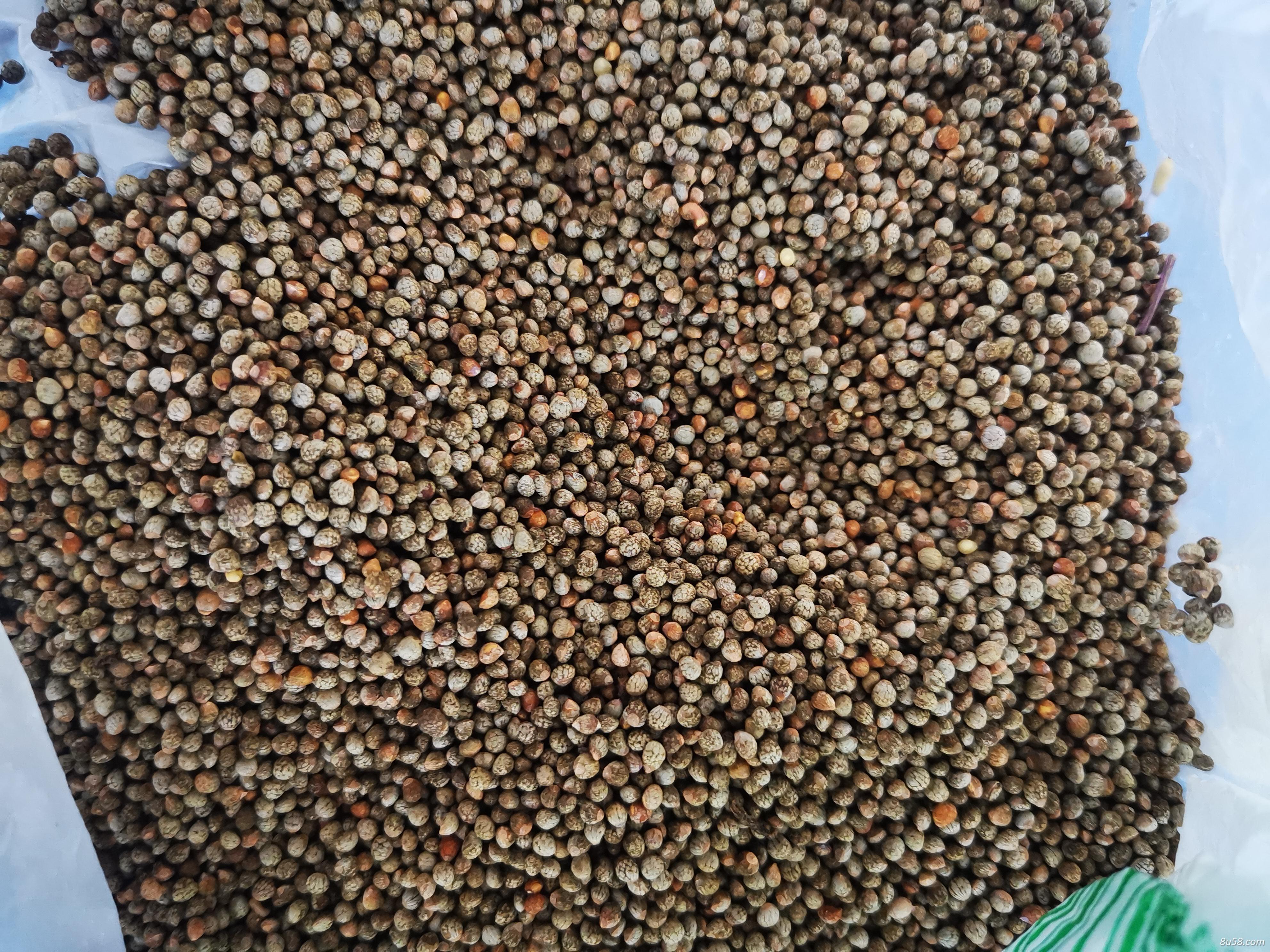 单面紫苏种子发芽率高至95%
