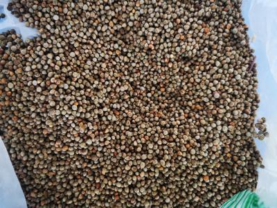 单面紫苏种子发芽率高至95%
