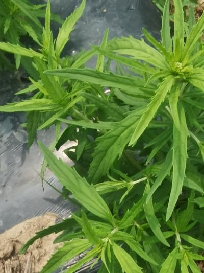 野马追种植