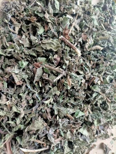 薄荷大货