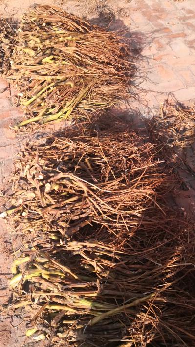 供应凤仙透骨草品相一流北方单季种植