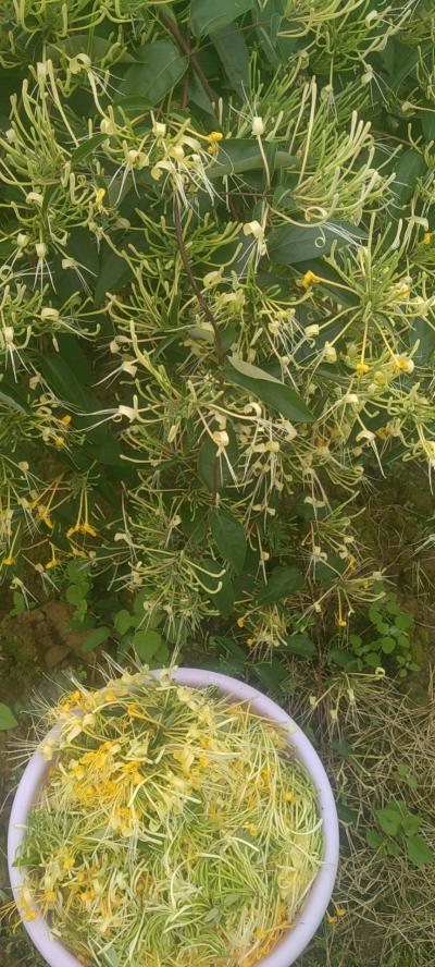 贵州山银花干花销售