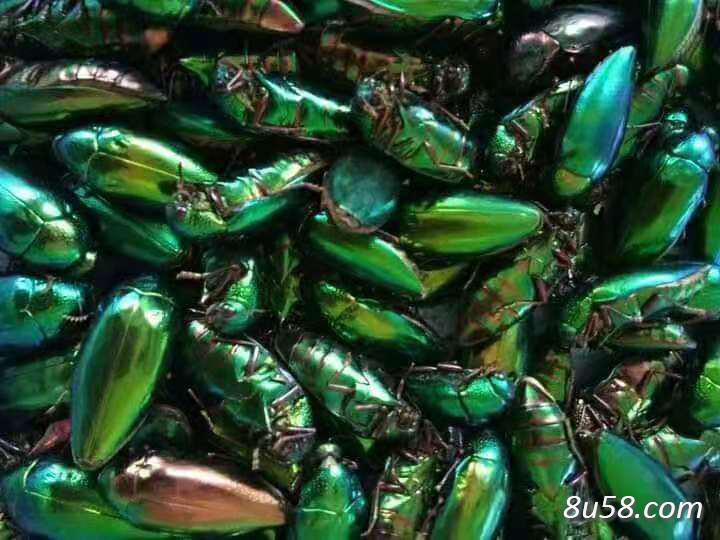 萤火,萤火虫入药明目的用法用量是7-14只,外用适量,研末点眼,商家