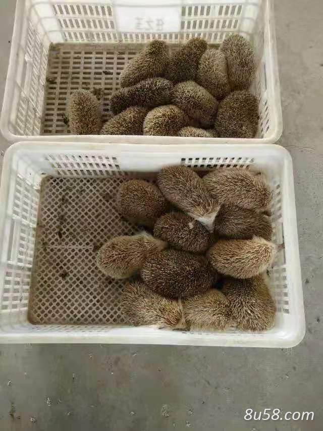 怎么买到活刺猬,猬,猬鼠,刺鼠, 刺团,做中药用,养殖商家