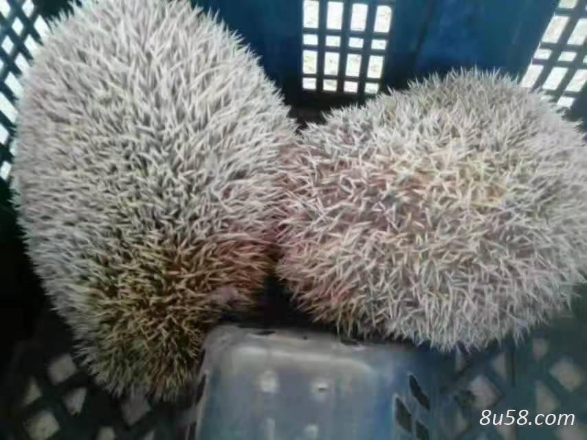 刺猬价格多少钱一只.刺猬皮价钱多少钱一块,养殖商家