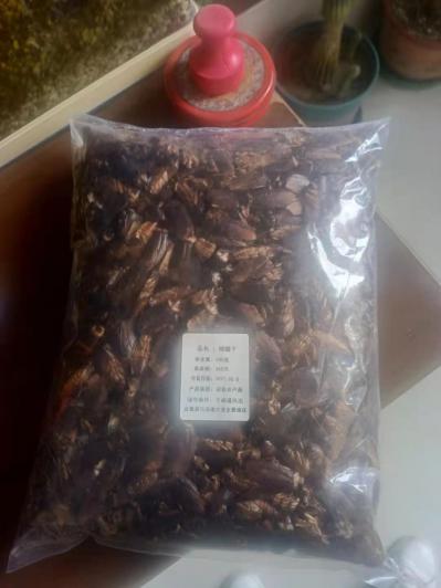美洲大蠊