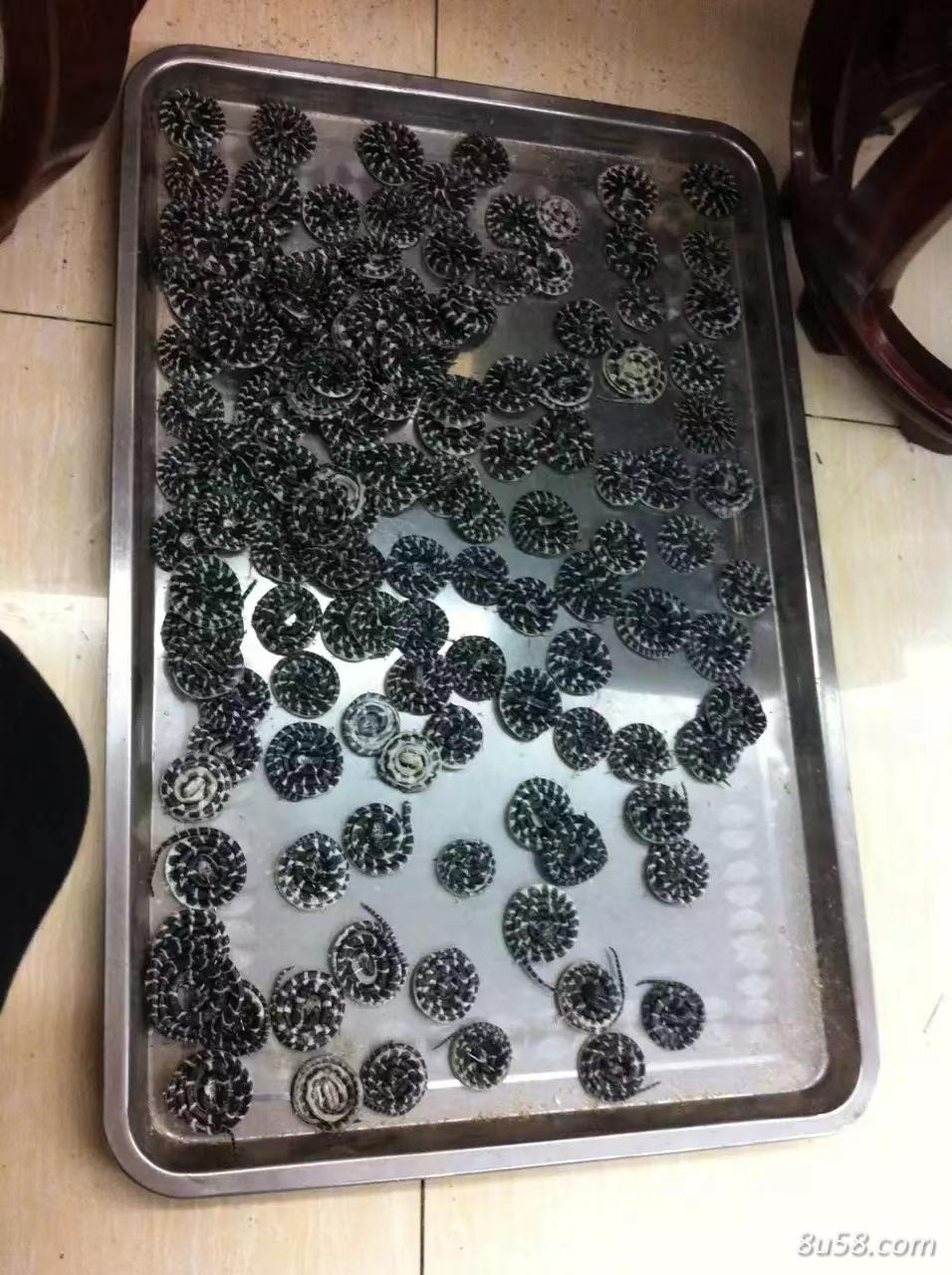 金钱白花蛇