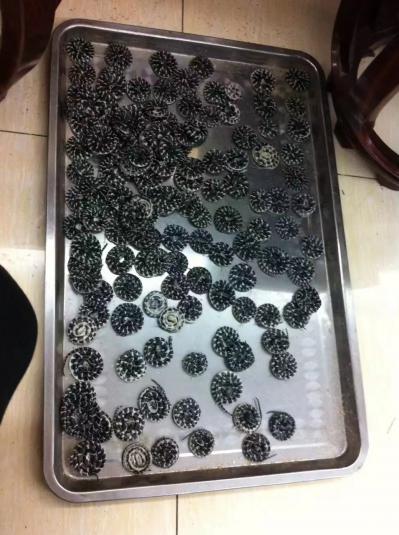 金钱白花蛇