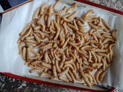 斗米虫,虎刺虫,云实蛀虫,黄寮狼虫到那里去买,怎么卖,商家有卖
