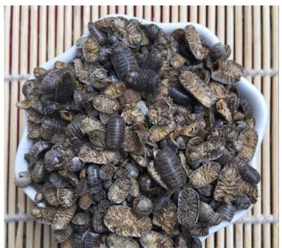鼠妇出售