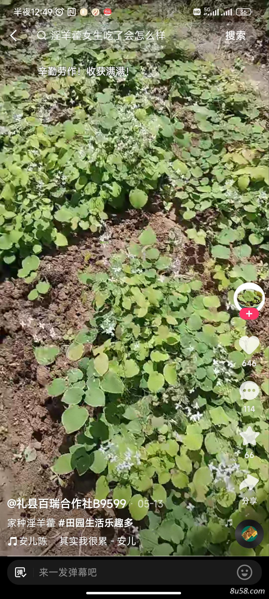 淫羊藿