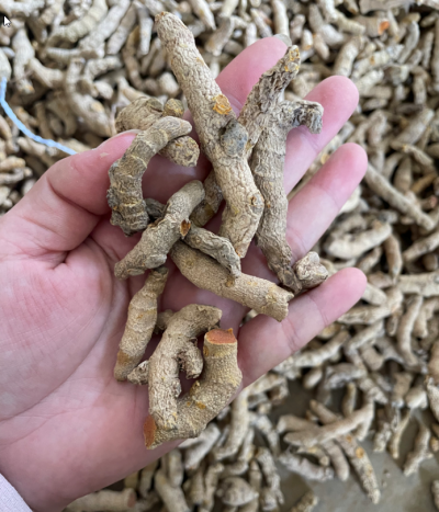 缅甸进口瓦城姜黄