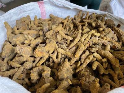 缅甸进口东枝大条姜黄高含量
