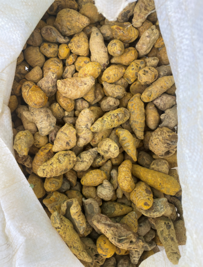 缅甸姜黄已抛光便宜打粉货