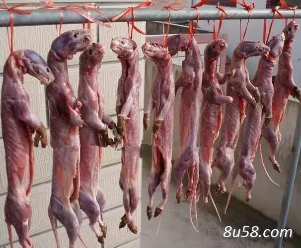 一只黄鼠狼风干肉,黄鼠狼鲜肉价格相差多少钱-孙国华