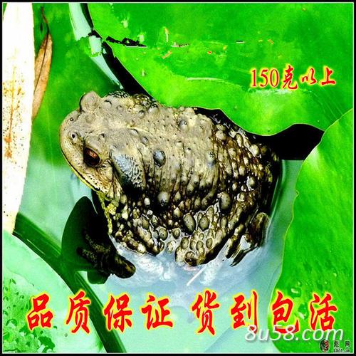 活蟾蜍活 癞蛤蟆活的 蟾衣价格批发 蟾蜍皮价格批发 蟾蜍干价格批发 蟾蜍的功效与作用 蟾蜍癞蛤蟆偏方蟾蜍价格批发哪里买活蟾蜍癞蛤蟆 蟾蜍肉可以吃吗 蟾衣蟾皮干 活蟾蜍活 癞蛤蟆活的 蟾衣价格批发 蟾蜍皮价格批发 蟾蜍干价格批发 蟾蜍的功效与作用 蟾蜍癞蛤蟆偏方蟾蜍价格批发哪里买活蟾蜍癞蛤蟆 蟾蜍肉可以吃吗 蟾衣蟾皮干