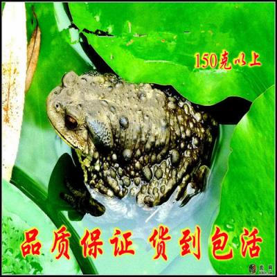 活蟾蜍活 癞蛤蟆活的 蟾衣价格批发 蟾蜍皮价格批发 蟾蜍干价格批发  蟾蜍的功效与作用 蟾蜍癞蛤蟆偏方蟾蜍价格批发哪里买活蟾蜍癞蛤蟆 蟾蜍肉可以吃吗 蟾衣蟾皮干