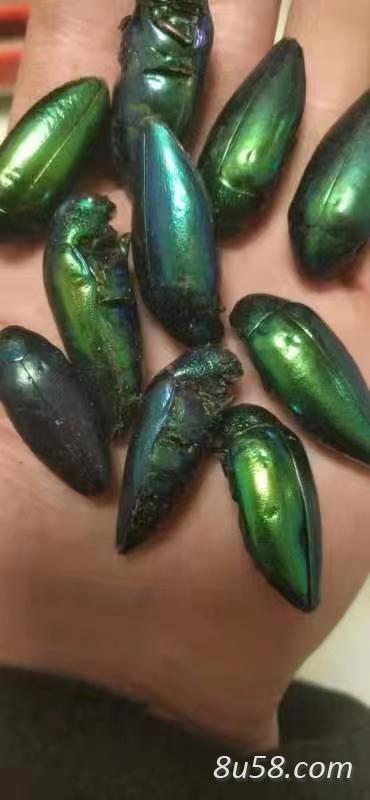 萤火,萤火虫有怎样的功效与作用,怎样才能买到