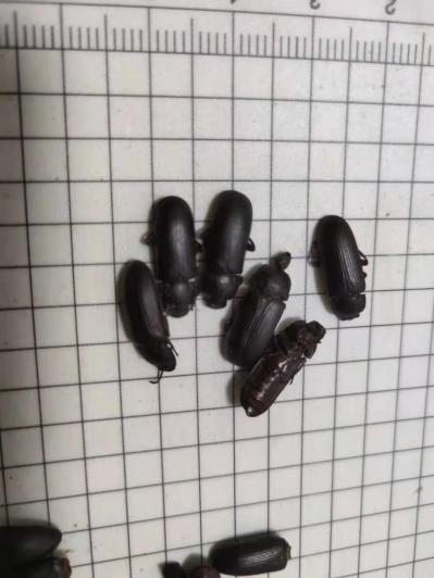 哪地有在卖磕头虫,跳百丈,跳博虫,膈膊虫,跳米虫
