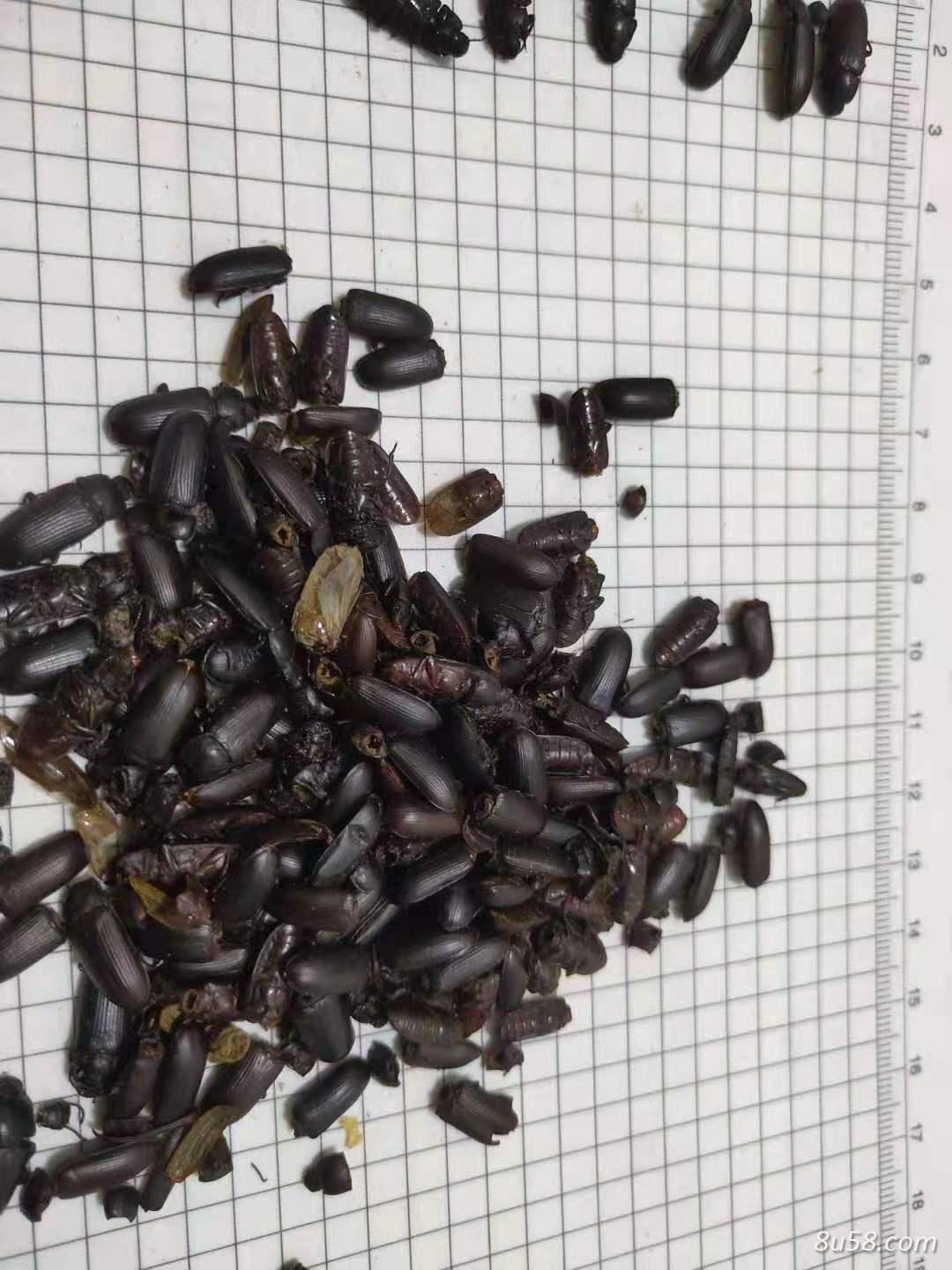 当作中药用的叩头虫,磕头虫,剥剥跳,蛷应该去那虫买