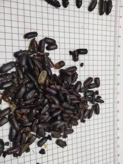 当作中药用的叩头虫,磕头虫,剥剥跳,蛷应该去那虫买