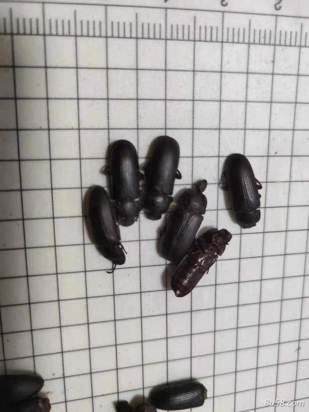 偏方用的叩头虫,磕头虫,大青叩头虫要买是多少钱一个