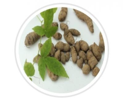 三叶青药材种植求收购