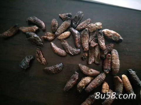 羊鼻虫,羊虫,羊角虫中药材要买是多少钱一个