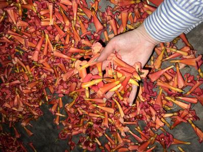 出售凌霄花干，树苗，树根