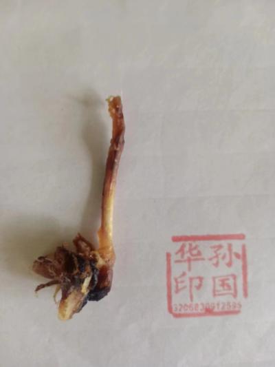 貂鞭