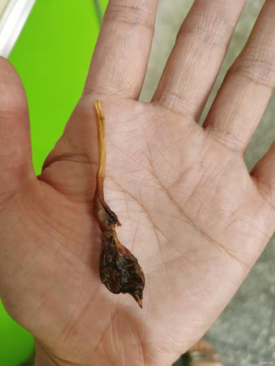貂鞭,貂鼠鞭的出售价格是多少钱,哪地卖