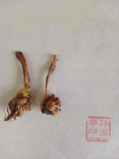 貂鞭,貂鼠鞭有哪些功效与作用,怎么买到,商家