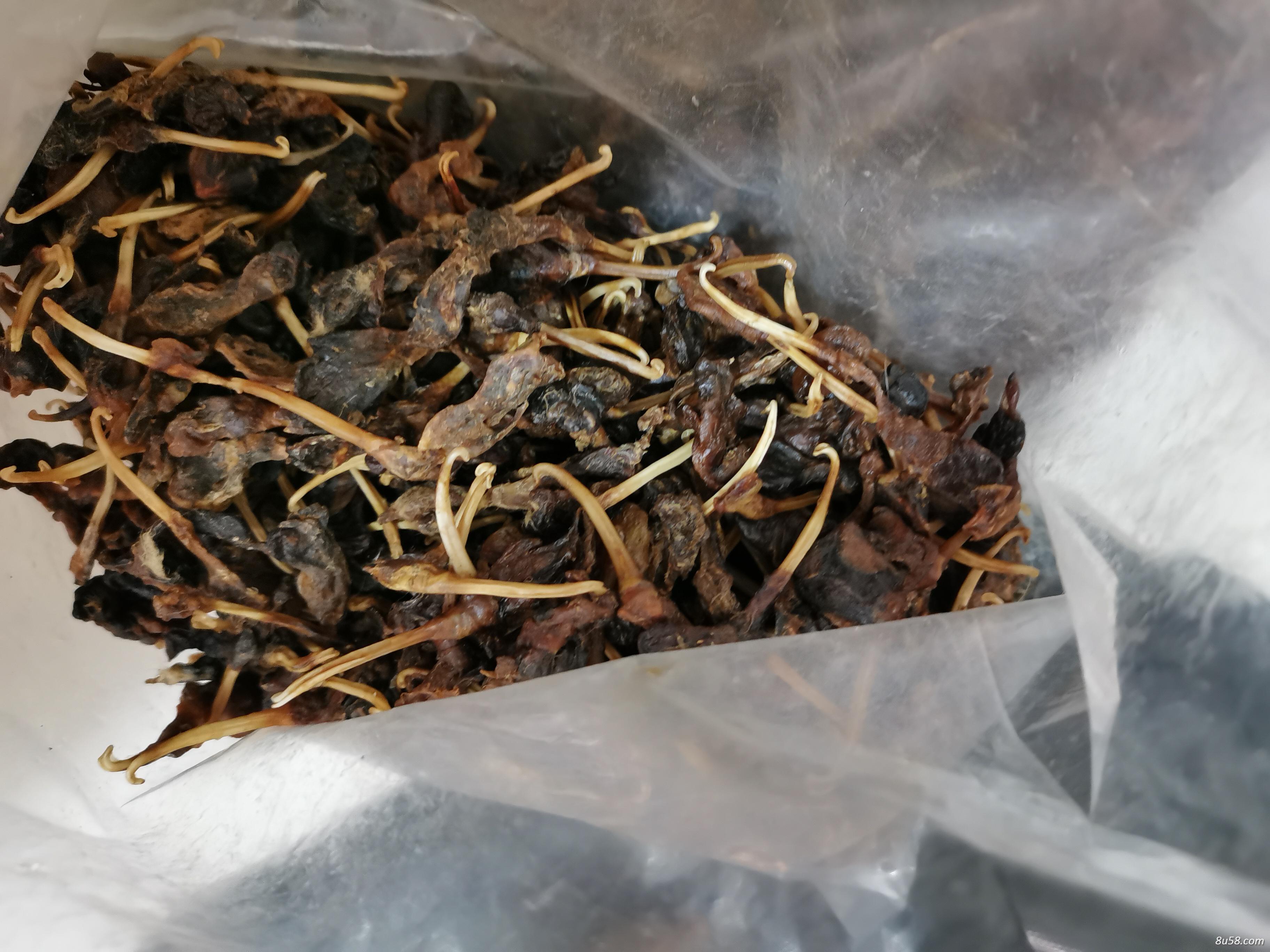 貂鞭,貂鼠鞭,水貂鞭有什么用