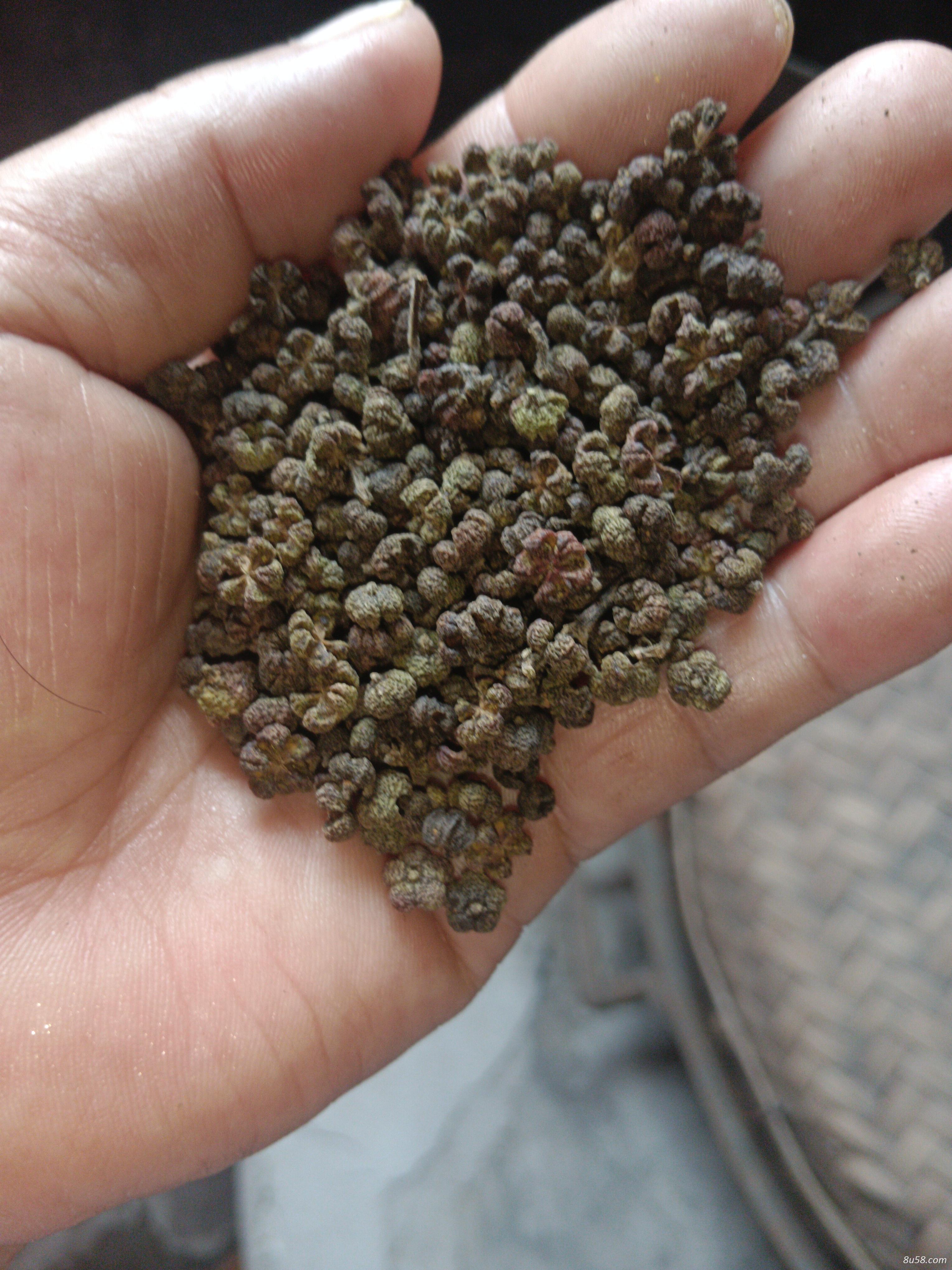 中药村中花吴茱萸