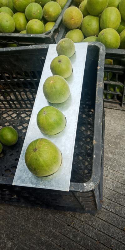 罗汉果