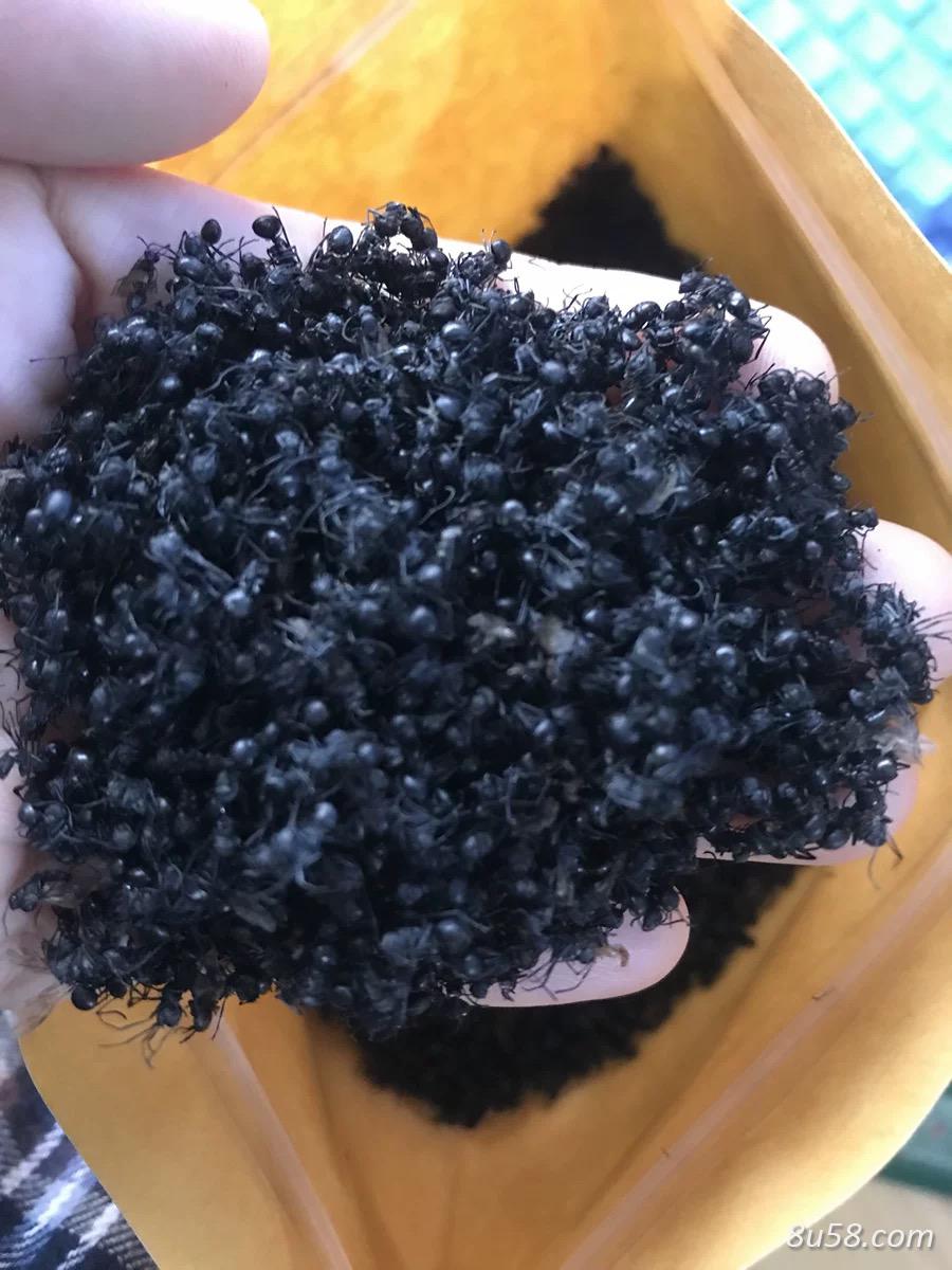 大量供应野生黑翅翼蚂蚁