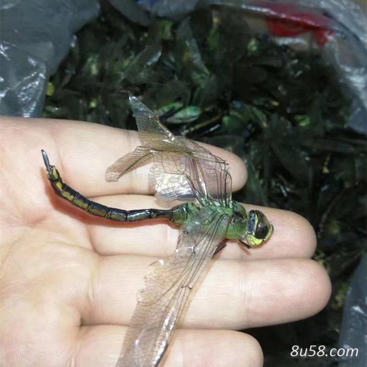 干蜻蜓要价是多少钱一斤--孙国华