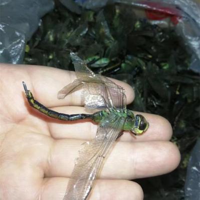 绿蜻蜓--孙国华