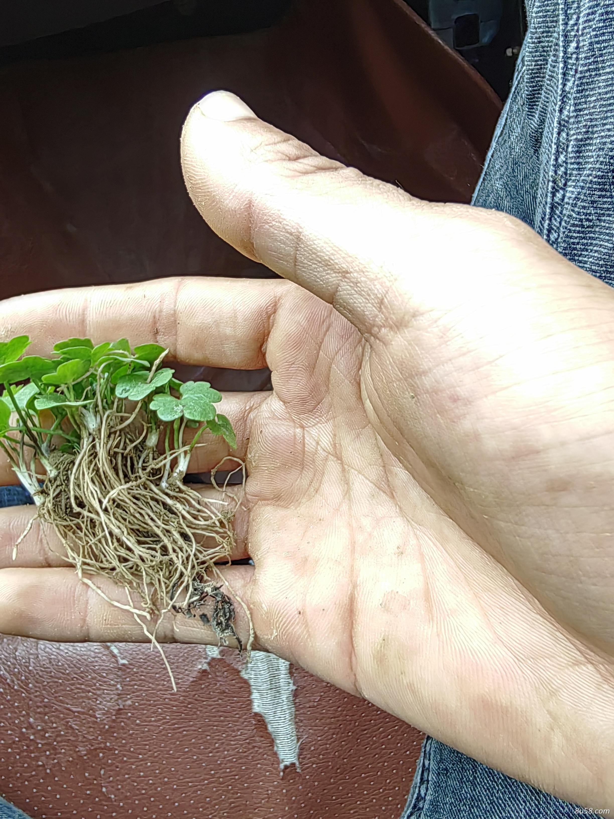 无菌技术培育  猫爪草苗木产地供应