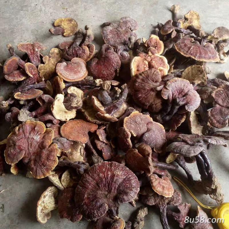 深山纯天然野生灵芝 深山纯天然野生灵芝